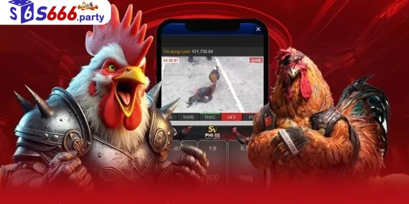 Đá gà S666 theo dõi trực tiếp những trận đấu gay cấn
